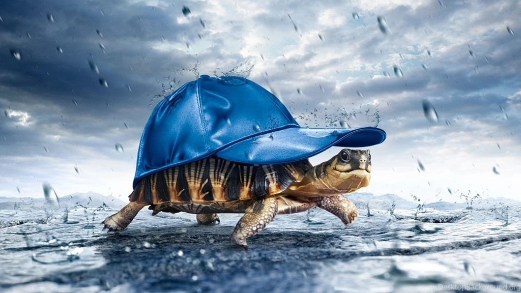 Funny Rain Turtle Desktop Wallpapers, HQ Backgrounds