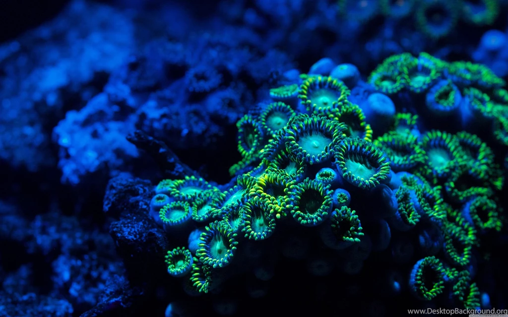 Zoanthids Coral HD Desktop Wallpapers : Widescreen : High ...