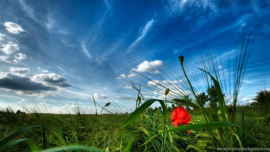 Hd Wallpapers Red Poppy On A Green Field 5120x3200 : Wallpapers13.com