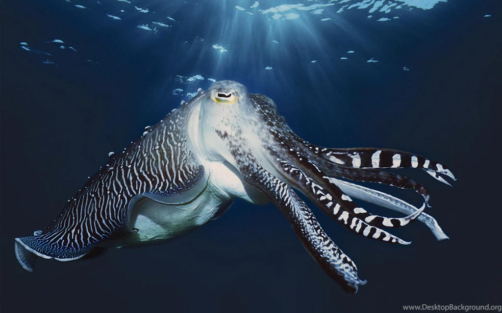 Cuttlefish Wallpapers   Wallpapers Cave