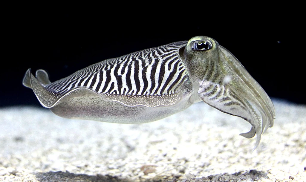 1920x1200px Cuttlefish