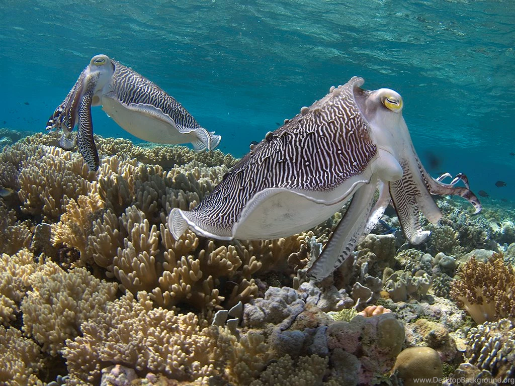 Cuttlefish Jan Wallpapers   HD Wallpaper Backgrounds Of Your Choice