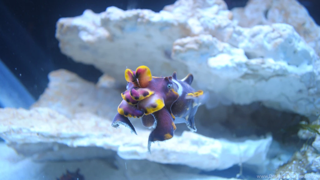 Flamboyant Cuttlefish Wallpapers 4K   Imgur