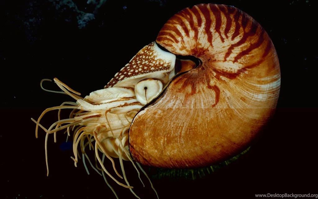 Desktop Wallpapers · Gallery · Animals · Cuttlefish