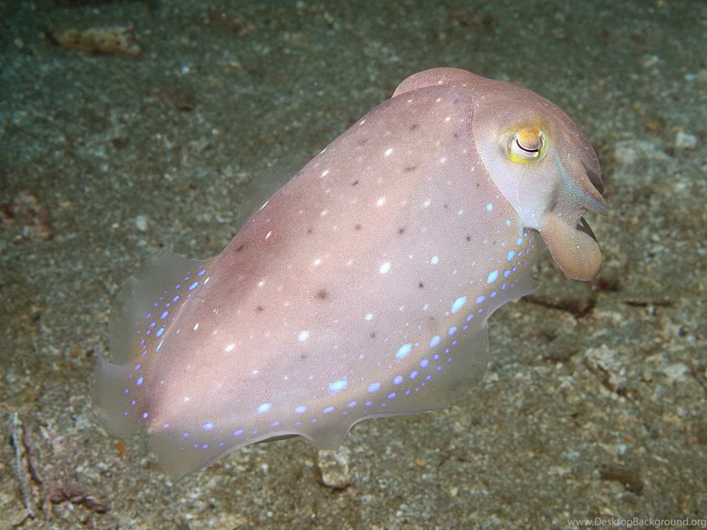 Cephalopod (Octopus, Squid, Cuttlefish) Wallpapers