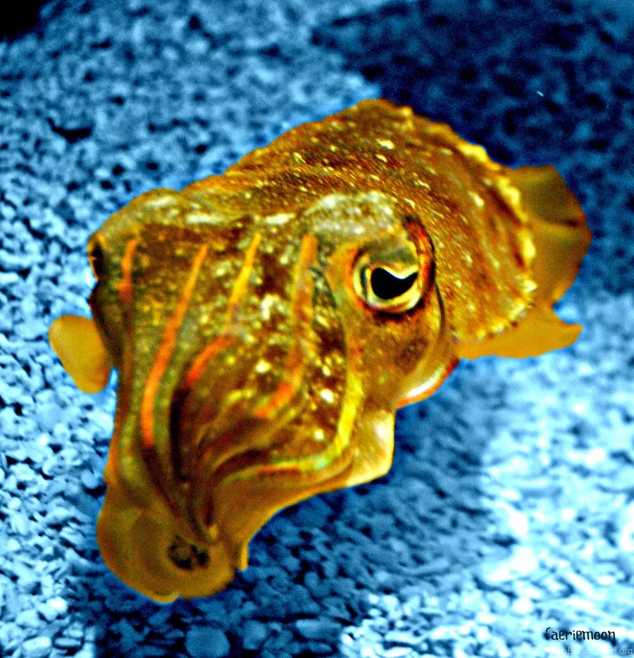 Cuttlefish, Cuddlefish By Faerie  moon On DeviantArt
