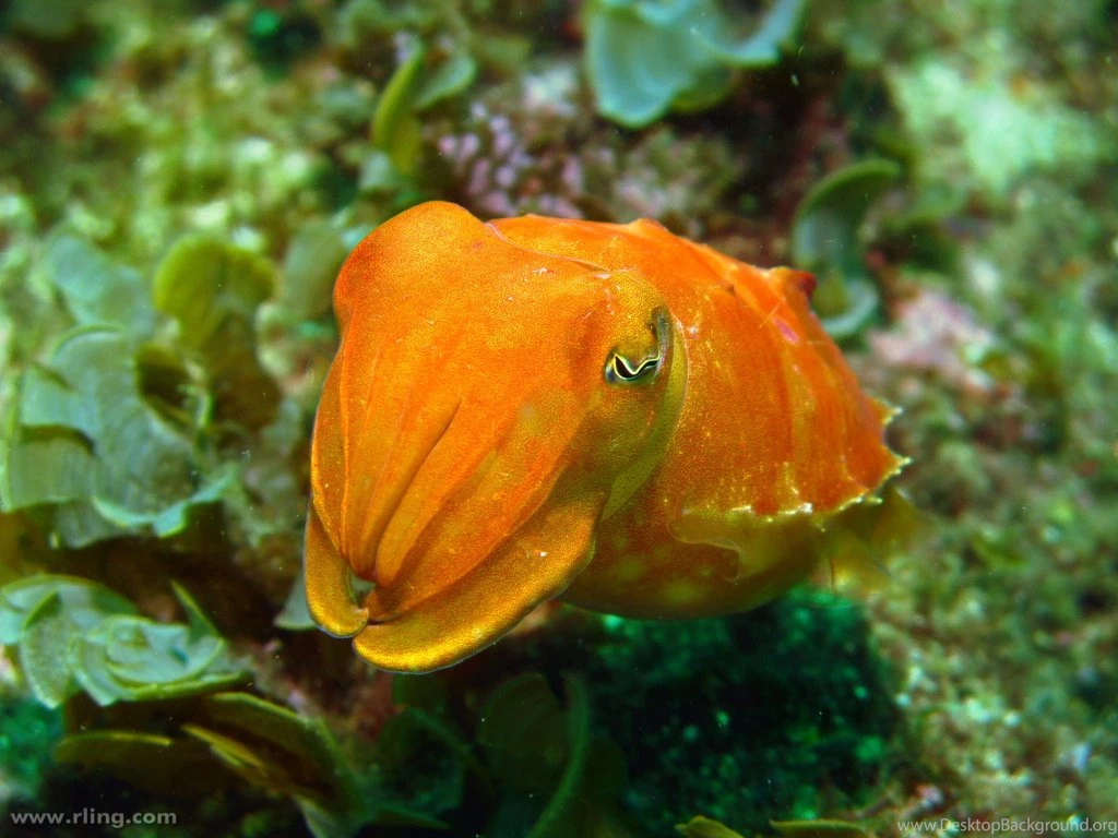 The Daily Cephalopost (realmonstrosities: Reaper Cuttlefish ...