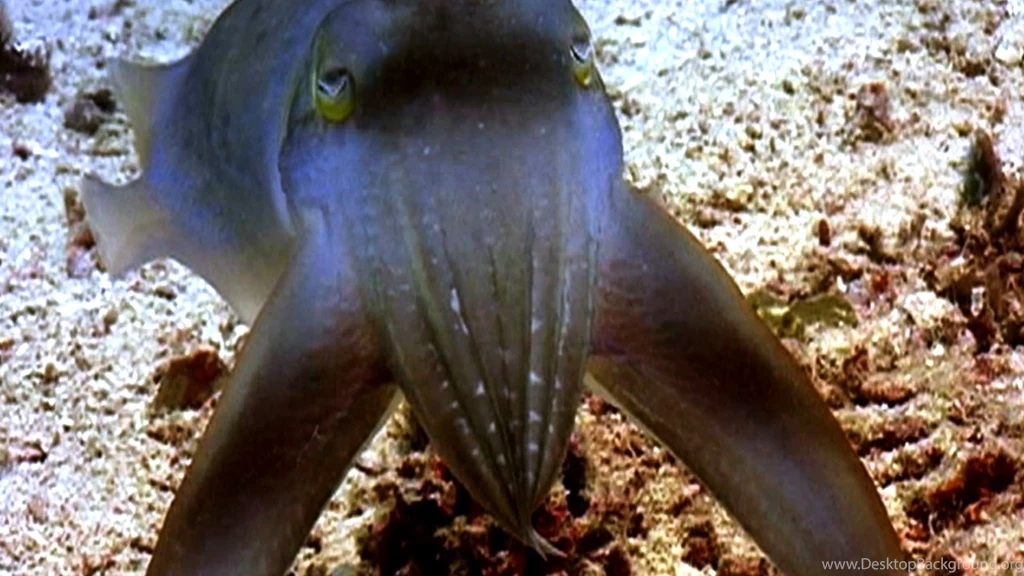 Colorful Cuttlefish And Their Creative Camouflage No Bones