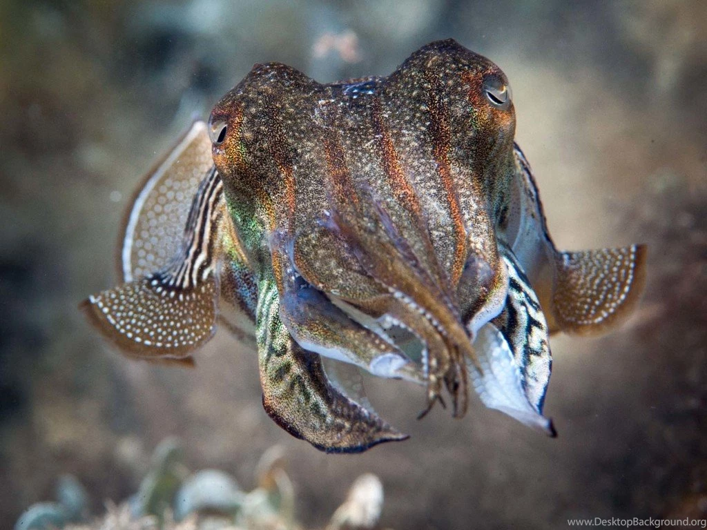 Cuttlefish Wallpapers