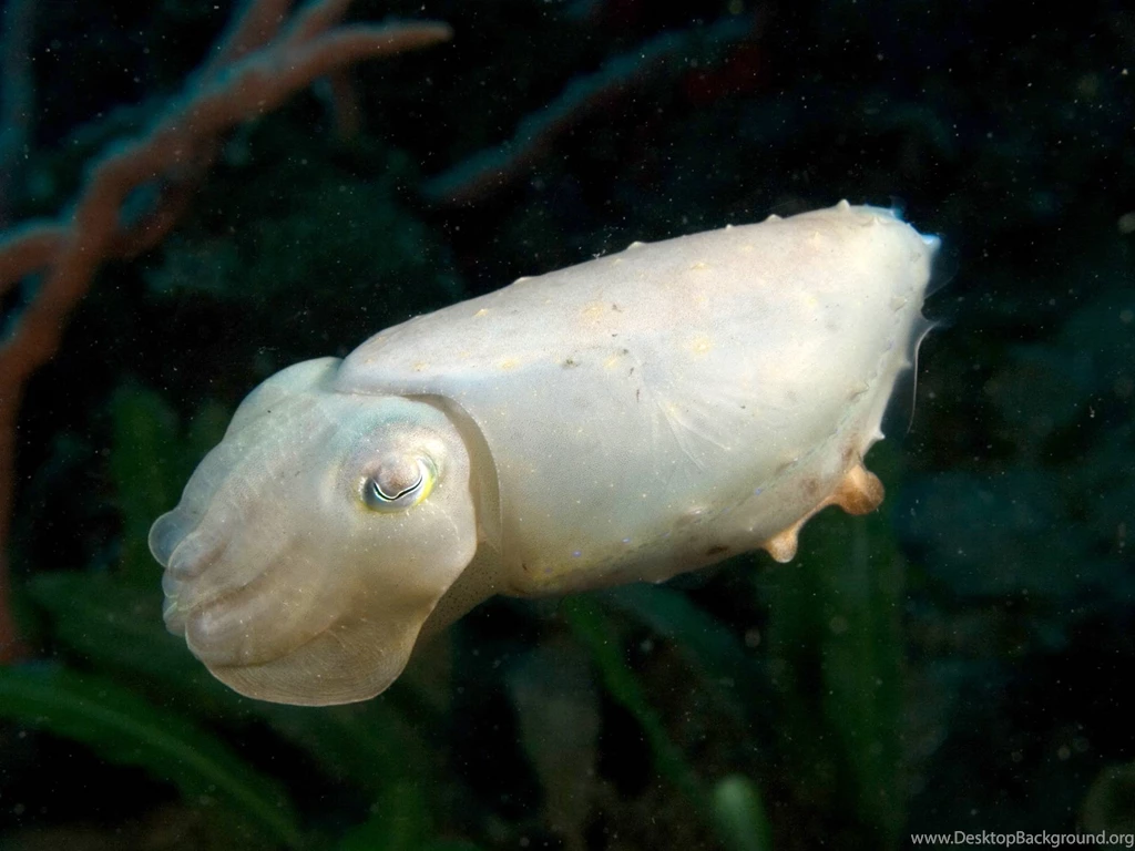 Reef Cuttlefish/Broadclub Cuttlefishes (Sepia Latimanus ...