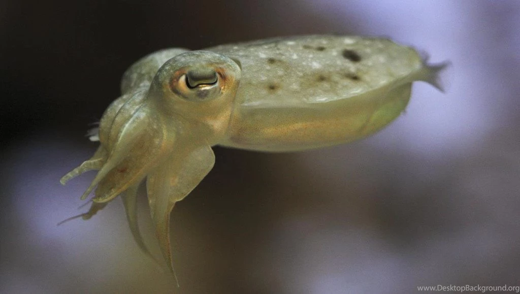 Cuttlefish Wallpapers – Daily Backgrounds – Daily Backgrounds In HD