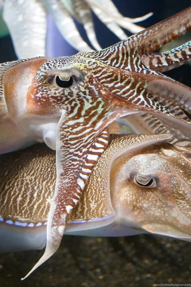 640x960 Cuttlefish Iphone 4 Wallpapers
