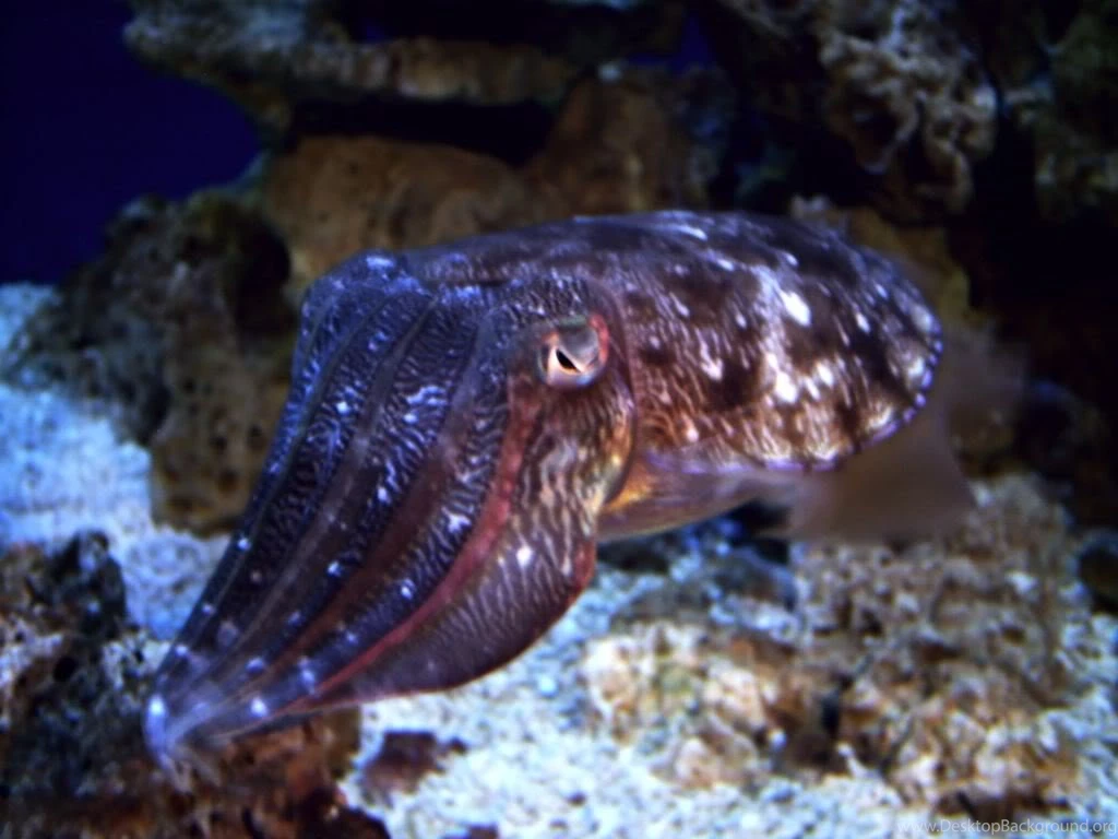 TheLowBloodPrincess (Feferi Nitram)   DeviantArt