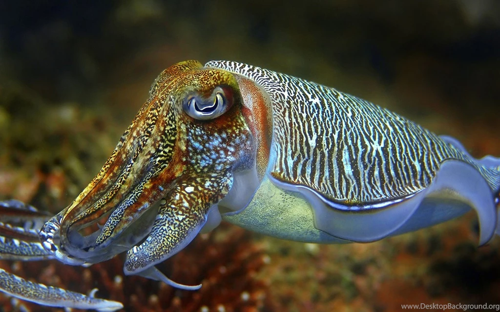 Cuttlefish Underwater World Desktop Wallpapers Hd For Mobile Phones ...