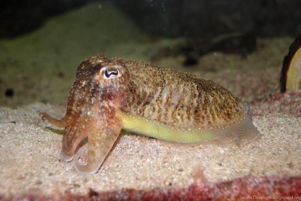 Baby Cuttlefish Wallpapers   Android Apps And Tests   AndroidPIT