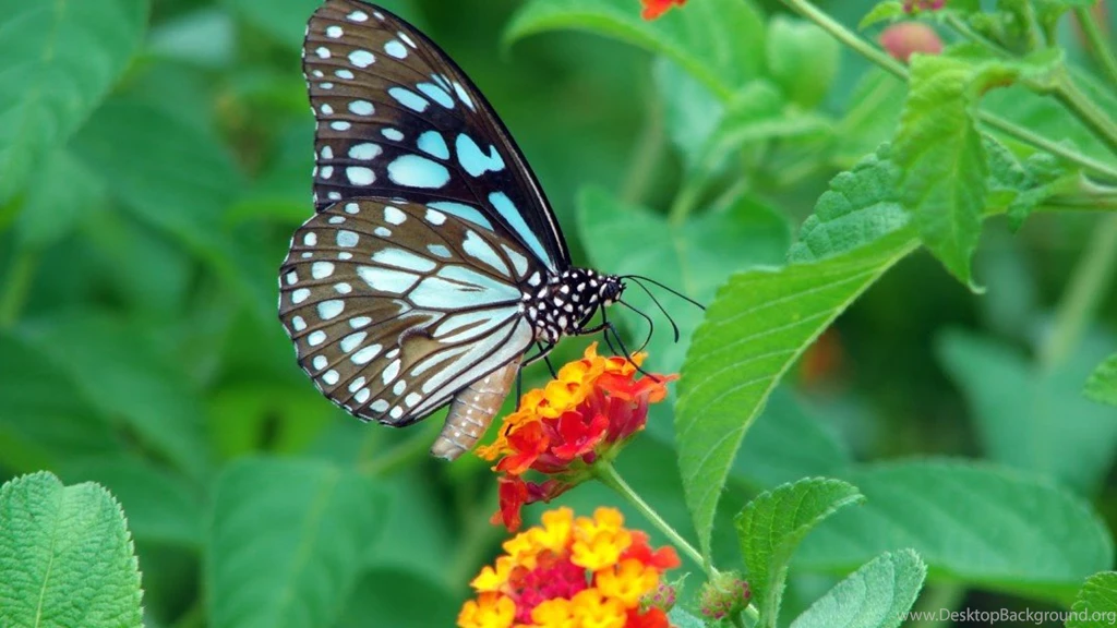 Butterfly Desktop Wallpapers Hd Free Download Wallpapers