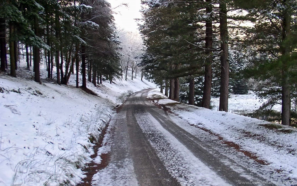 Wallpapers Of A Snowy Pine Forest In Winter