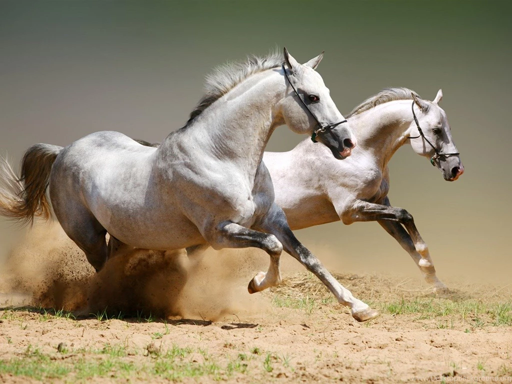 The White Horse Race Animal World Series Wallpapers 1200x900 ...