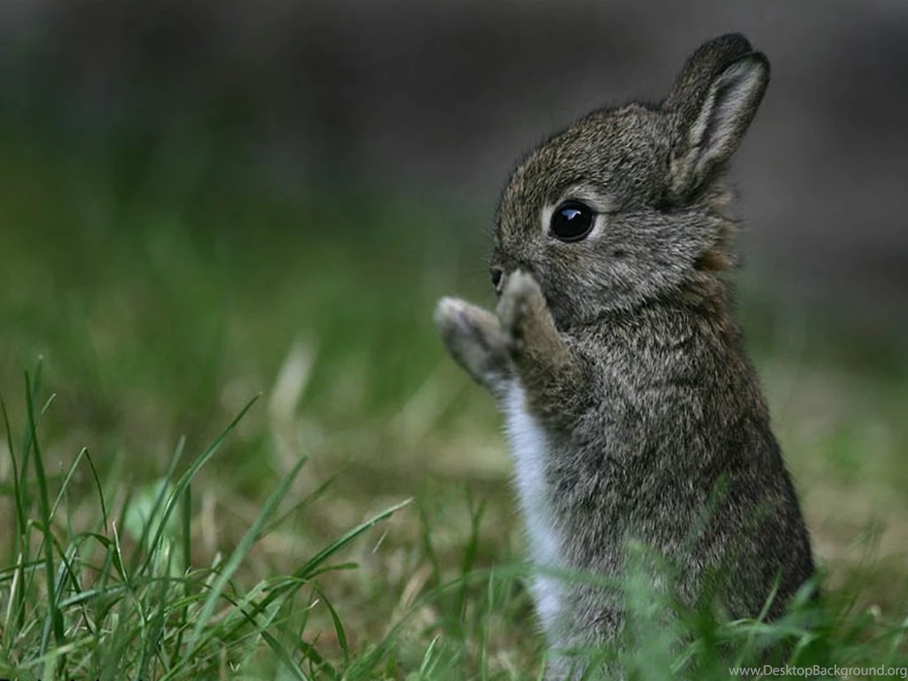 A Selection Of 9 Images Of Bunny In HD Quality