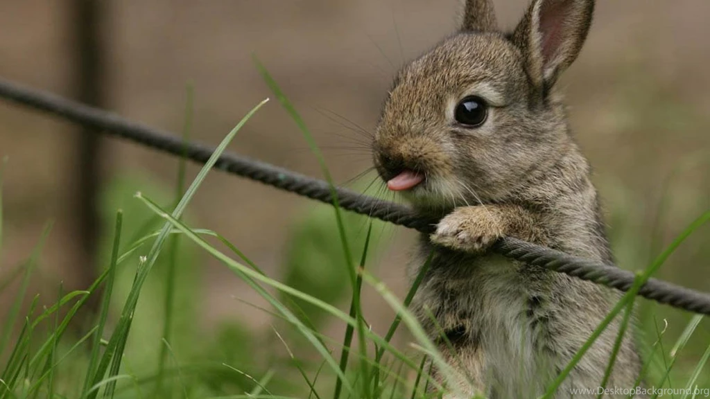 Bunny Wild Hd Wallpapers (
