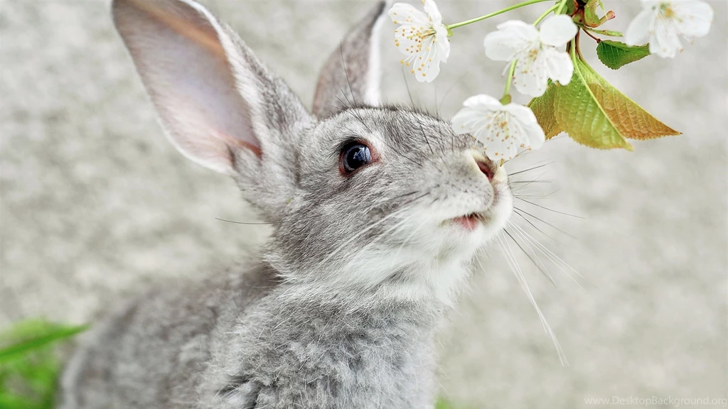 File: Bunny HDQ.jpg