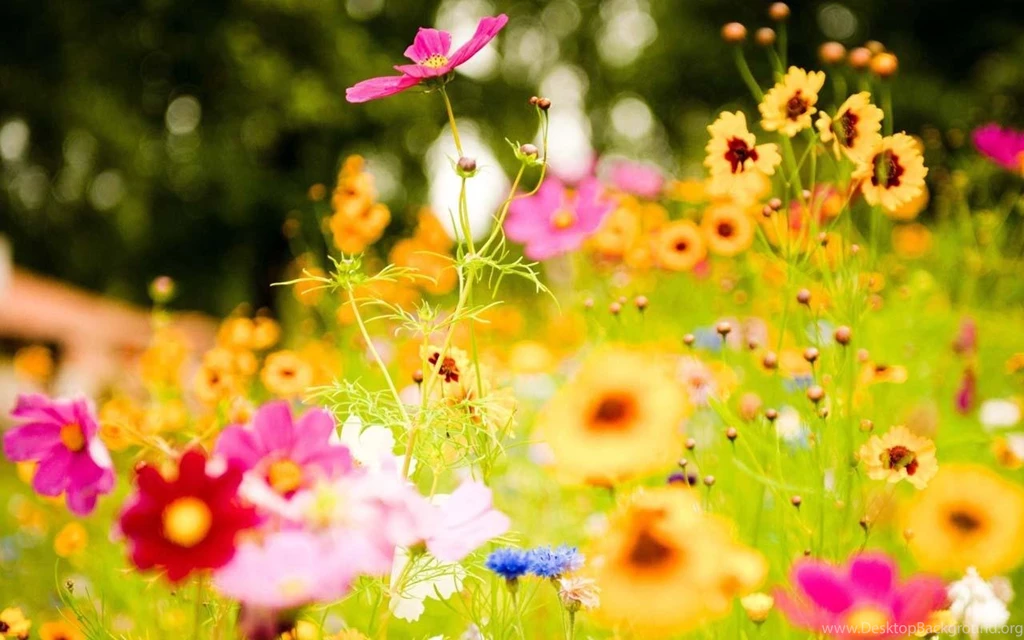 Download Sweet Love Flower GO Launcher For Android, Sweet Love ...