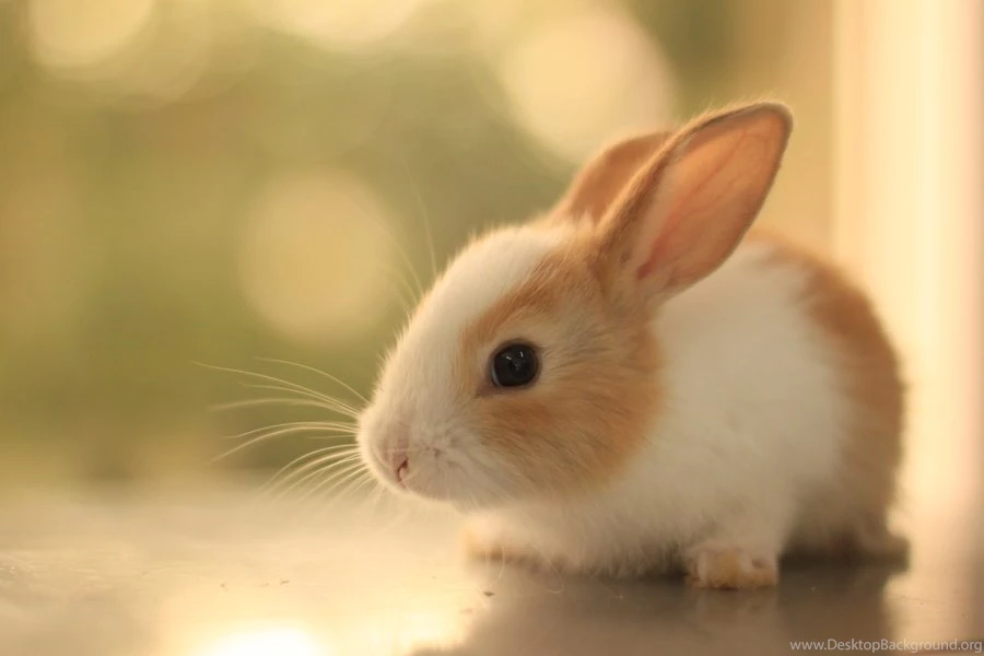 Bunny Wallpapers By Aoao2 On DeviantArt