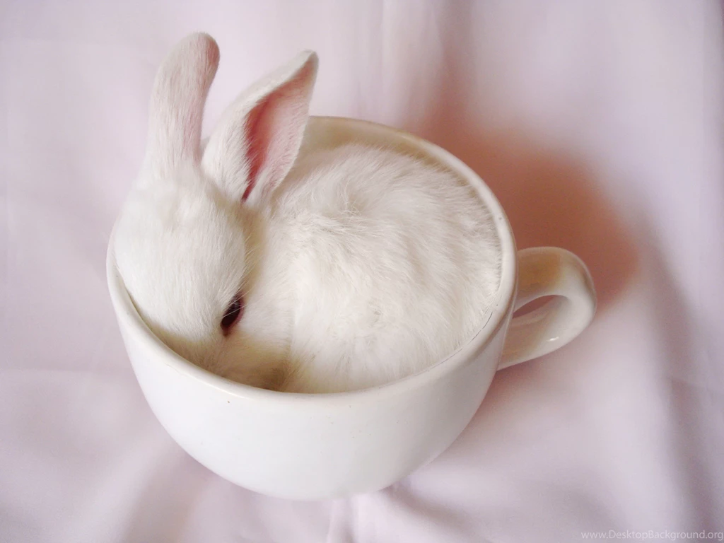 Other Baby Tea Cup Bunny White Free Wallpapers ~ Other For HD 16:9 ...