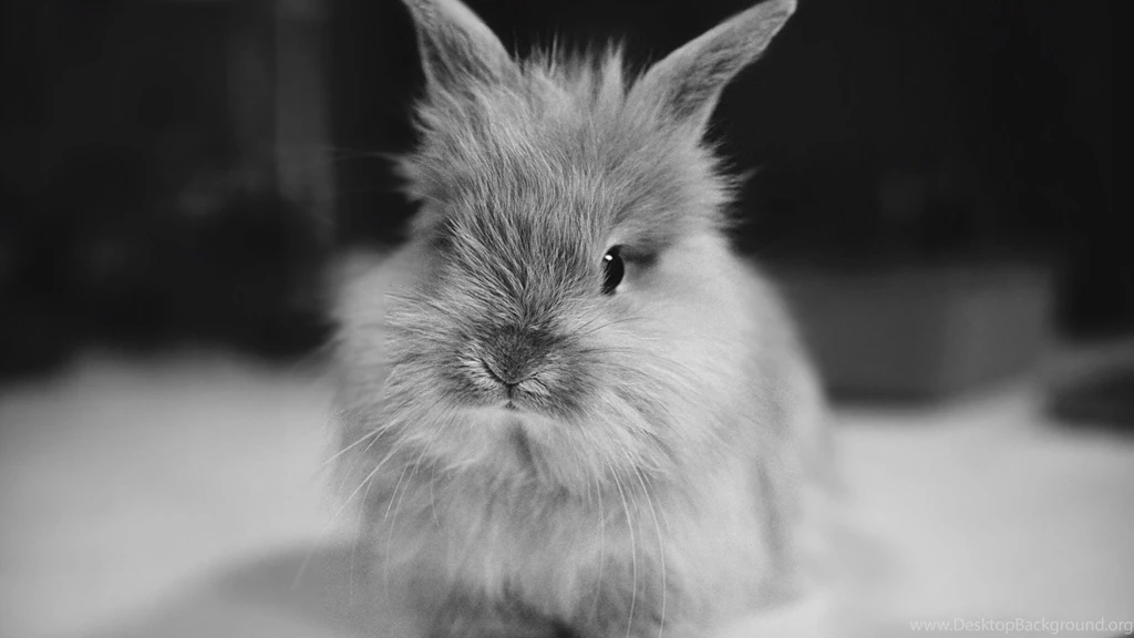 White, Background, Wallpaper, Bunnies, Black, Rabbit, Lovely ...