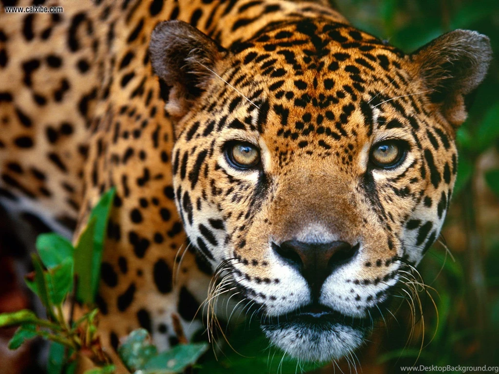 Animals: Jaguar Belize, Desktop Wallpapers Nr. 14417