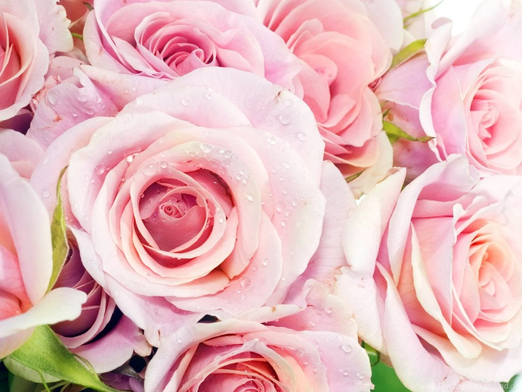 Download Beautiful Flowers Wallpapers Wallpapers