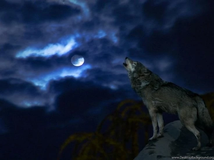 Wolves Of The Beyond Site