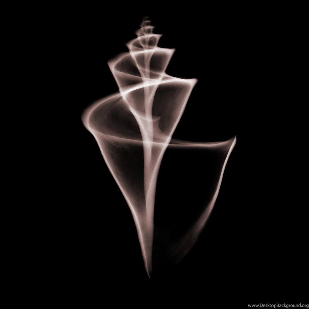 X ray Shells, iPad Backgrounds, Best iPad Wallpaper, Wallpapers