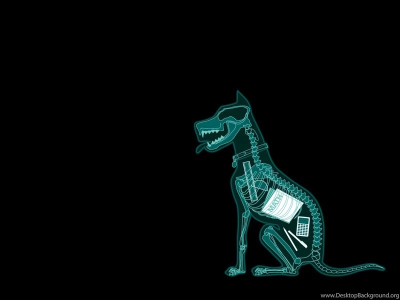 Dogs Xray 1152x864 Wallpapers – Animals Dogs HD Desktop Wallpapers