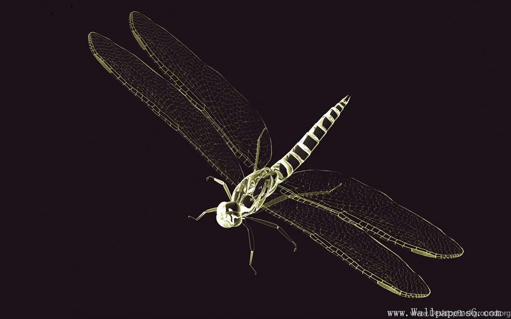 X Ray World dragonfly - 3D Digital Art Wallpapers Free Download ...