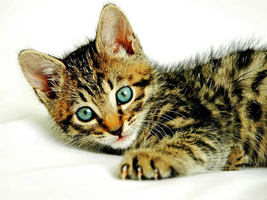 Katten Achtergronden
