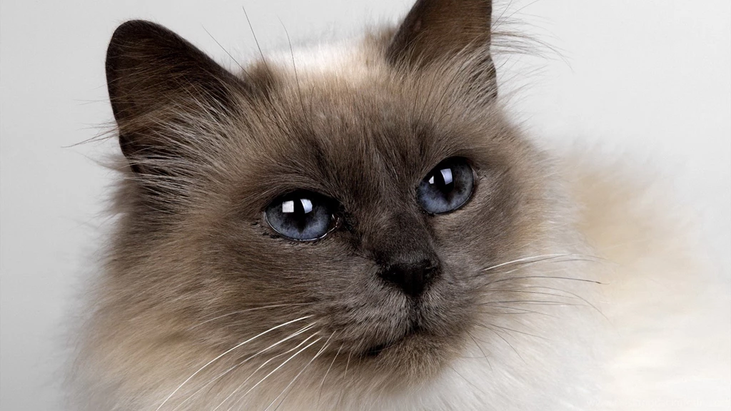 Cats: Kat Animal Pet Cat Cute Free Download Wallpapers For HD 16:9 ...