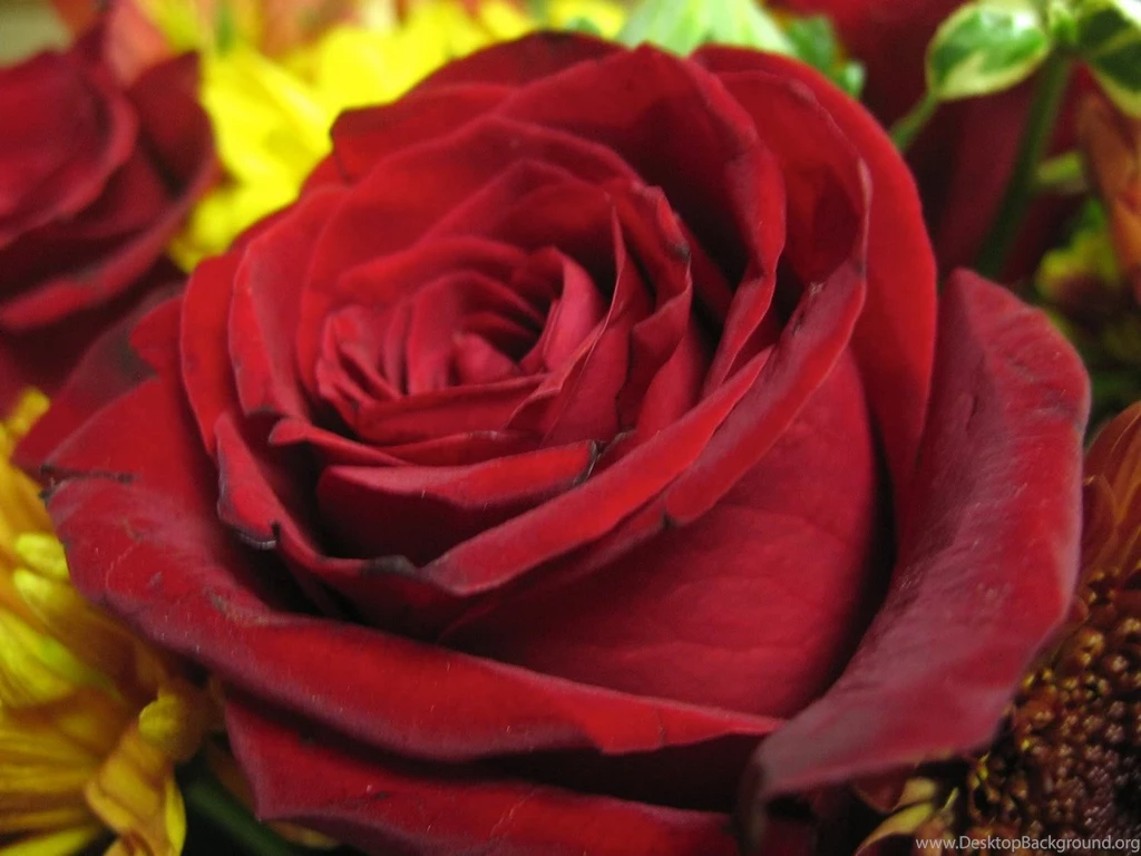 Free Images Of Roses Widescreen HD Wallpapers