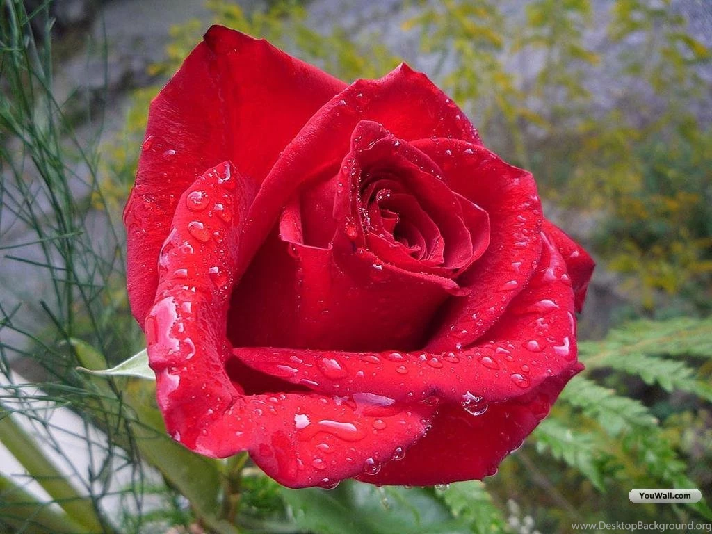 Wallpapers Of Roses All Wallpapers New