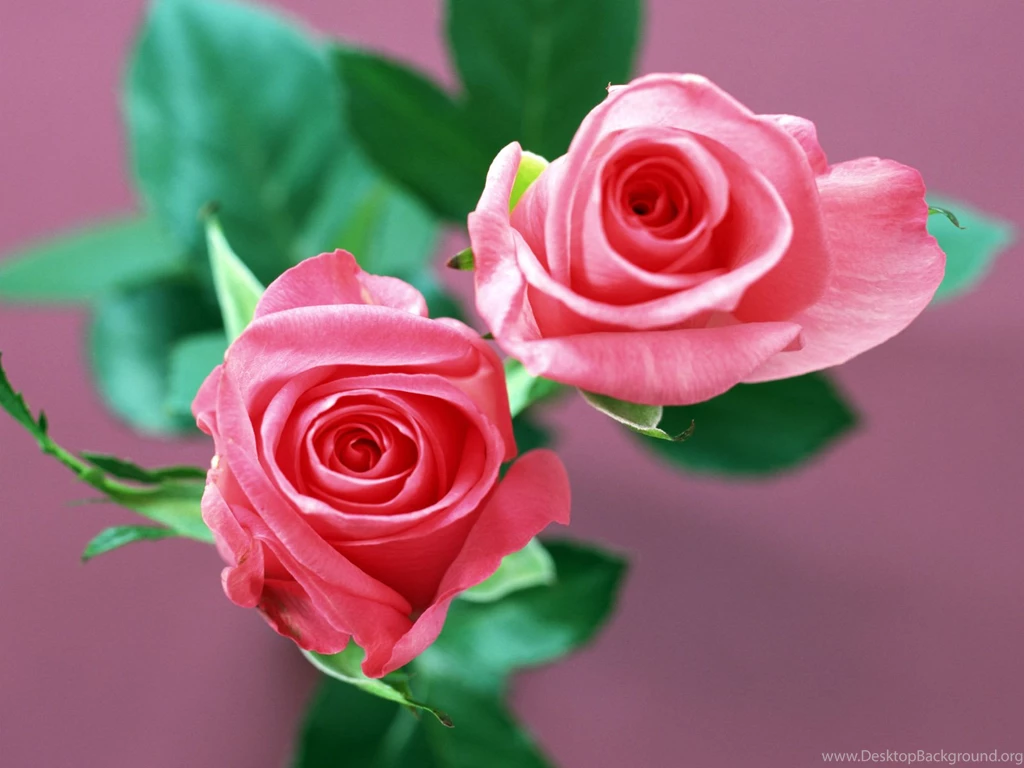 Indoor Flowery Landscape, Two Roses Blooming, The Most Romantic ...