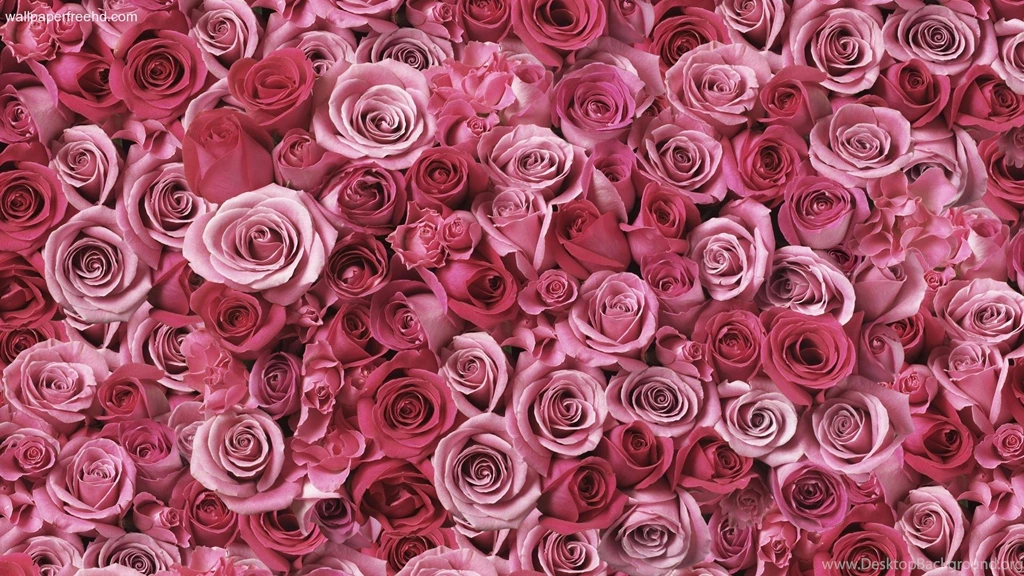 Wallpapers Dark Pink Roses Free Hd Px 1920x1080