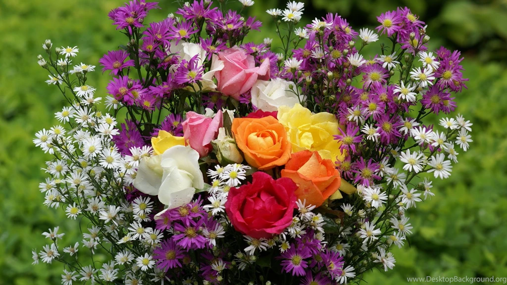 Roses, Wallpaper, Widescreen, Freewallpapers, Rose (