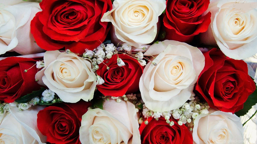 Amazing red white roses free wallpapers hd