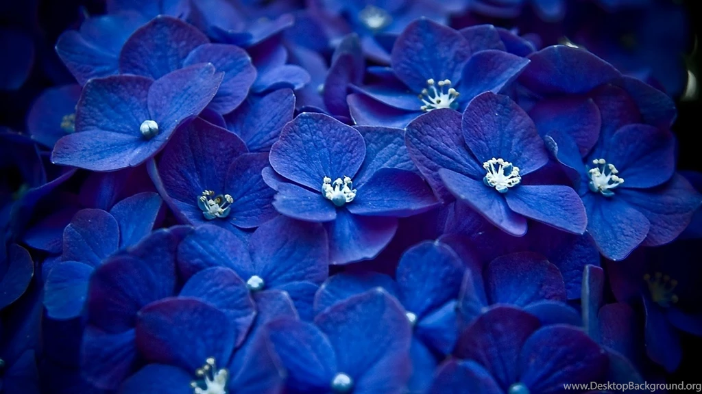 Flower, Flower Wallpapers, Flower Desktop Wallpapers, Best Flowers ...