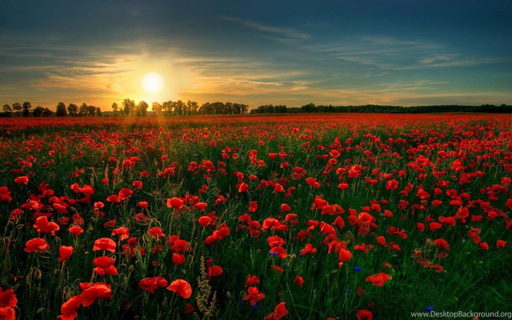 Field HD Wallpapers ~ Toptenpack.com