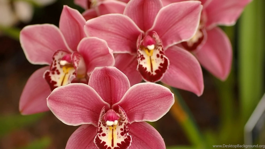 Best Pink Flowers HD Wallpaper, Best Pink Flowers Wallpapers For ...