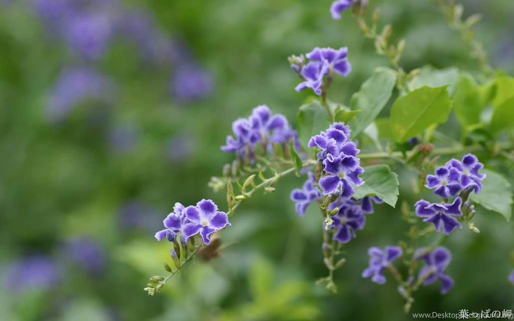 Flower Wallpapers Hd Wallpapers HD Fine