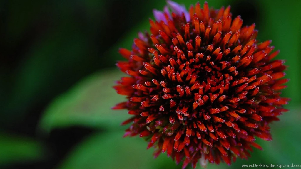 Flowers Red Color Hd Wallpapers (