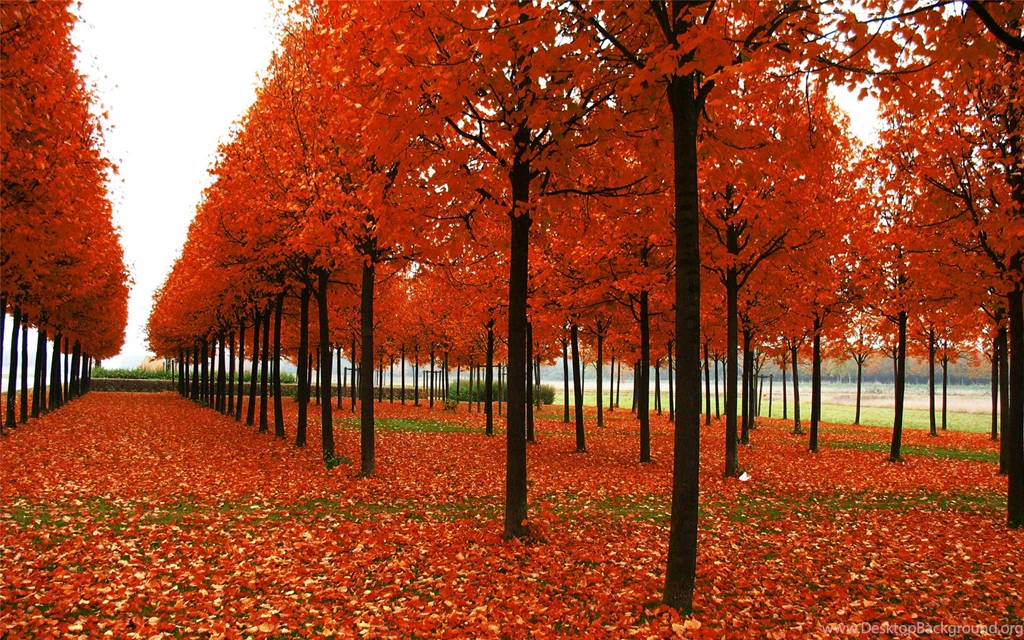 Nature Wallpapers   Dr. Odd