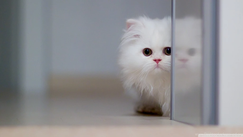 Cute White Cat HD Desktop Wallpapers : Widescreen : High Definition ...